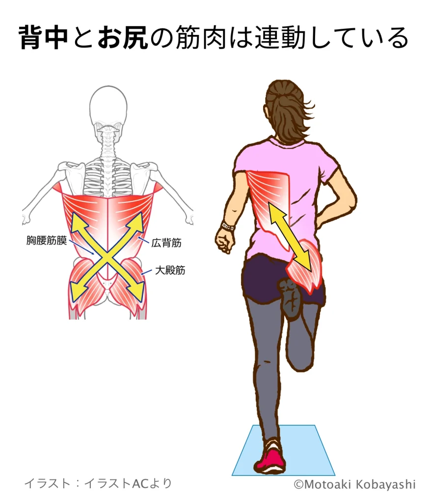 広背筋ー大臀筋の連動　ランニング
